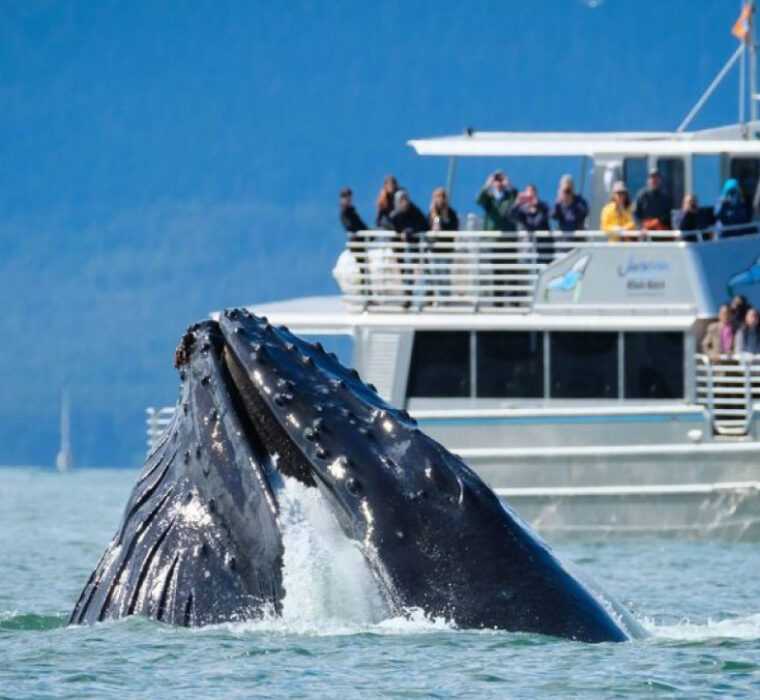 le_terrazze_sanremo_whalewatching